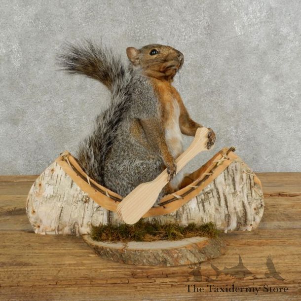 Canoe Squirrel Novelty Mount For Sale #17107 @ The Taxidermy Store
