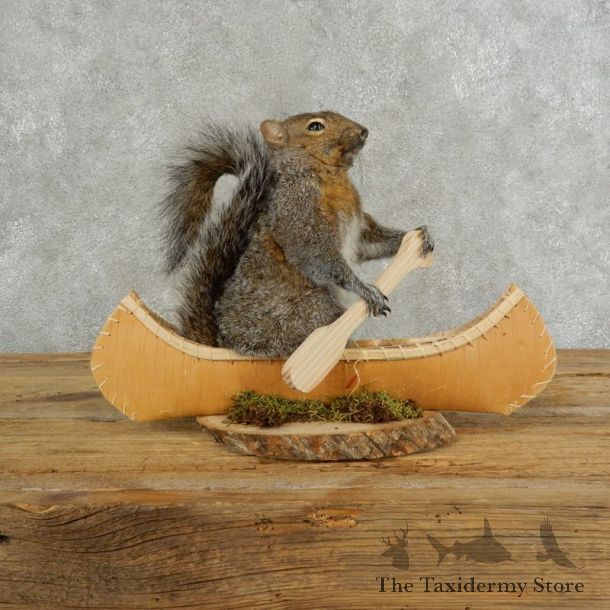 Canoe Squirrel Novelty Mount For Sale #17108 @ The Taxidermy Store