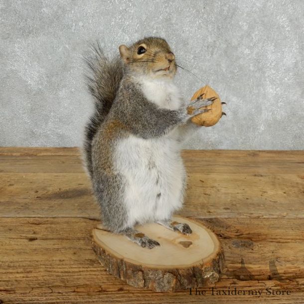 Grey Squirrel Life-Size Mount For Sale #18161 @ The Taxidermy Store
