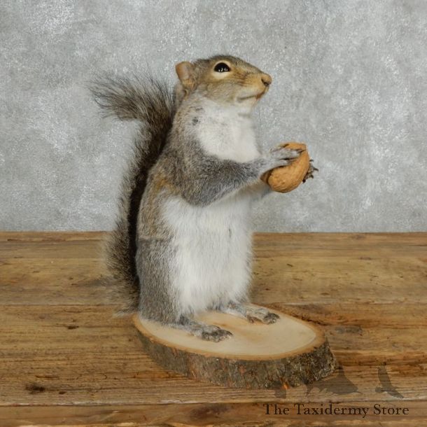 Grey Squirrel Life-Size Mount For Sale #18162 @ The Taxidermy Store