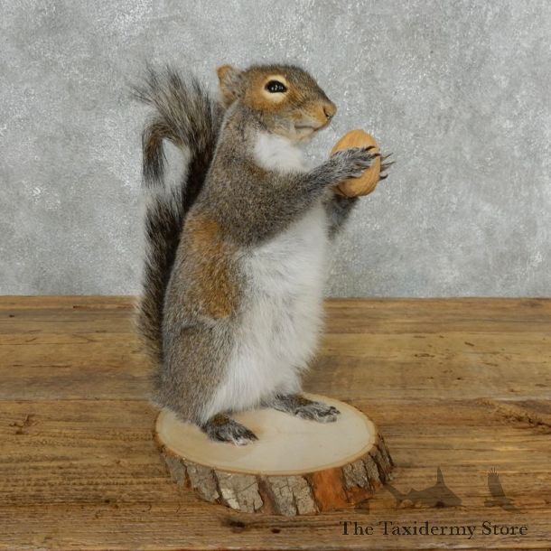Grey Squirrel Life-Size Mount For Sale #18163 @ The Taxidermy Store