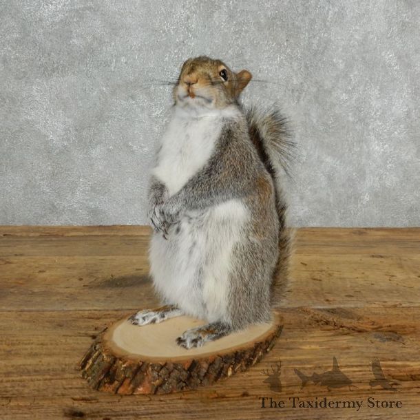 Grey Squirrel Life-Size Mount For Sale #18165 @ The Taxidermy Store