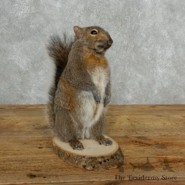 Grey Squirrel Life-Size Mount For Sale #18166 @ The Taxidermy Store