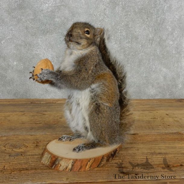 Grey Squirrel Life-Size Mount For Sale #18196 @ The Taxidermy Store