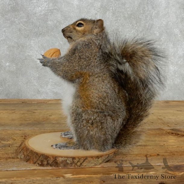 Grey Squirrel Life-Size Mount For Sale #18197 @ The Taxidermy Store