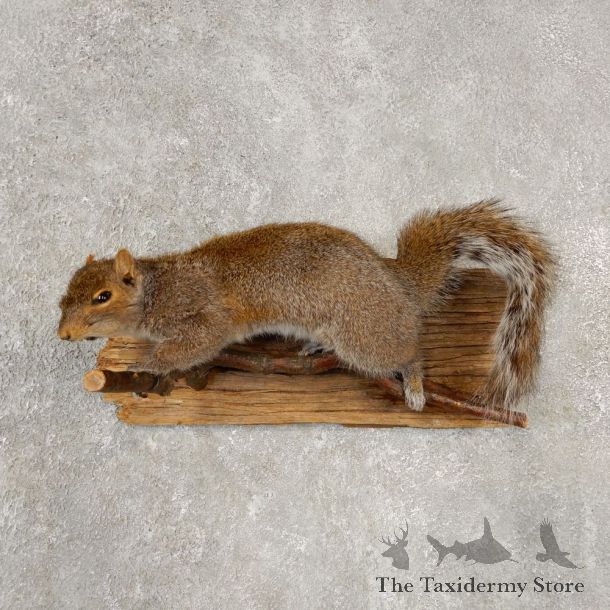 Grey Squirrel Life-Size Mount For Sale #20598 @ The Taxidermy Store
