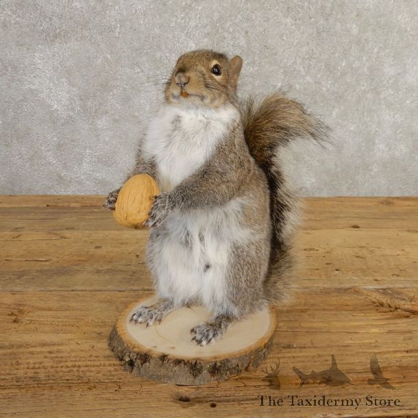 Grey Squirrel Life-Size Mount For Sale #20740 @ The Taxidermy Store
