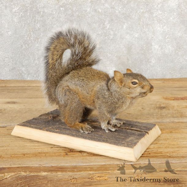 Grey Squirrel Life-Size Mount For Sale #20817 @ The Taxidermy Store