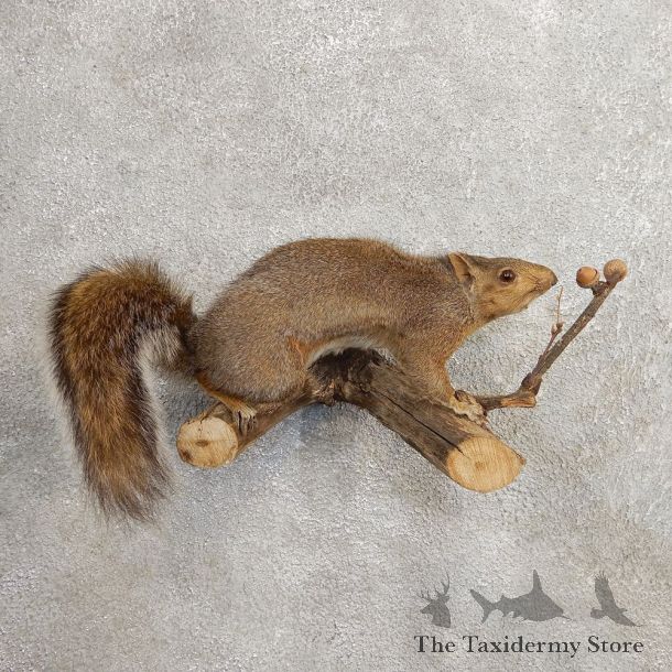 Grey Squirrel Life-Size Mount For Sale #21025 @ The Taxidermy Store