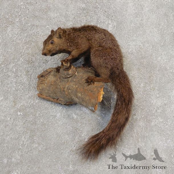 Grey Squirrel Life-Size Mount For Sale #21158 @ The Taxidermy Store
