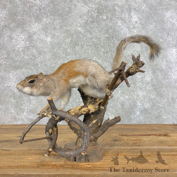 Grey Squirrel Life-Size Mount For Sale #21487 @ The Taxidermy Store