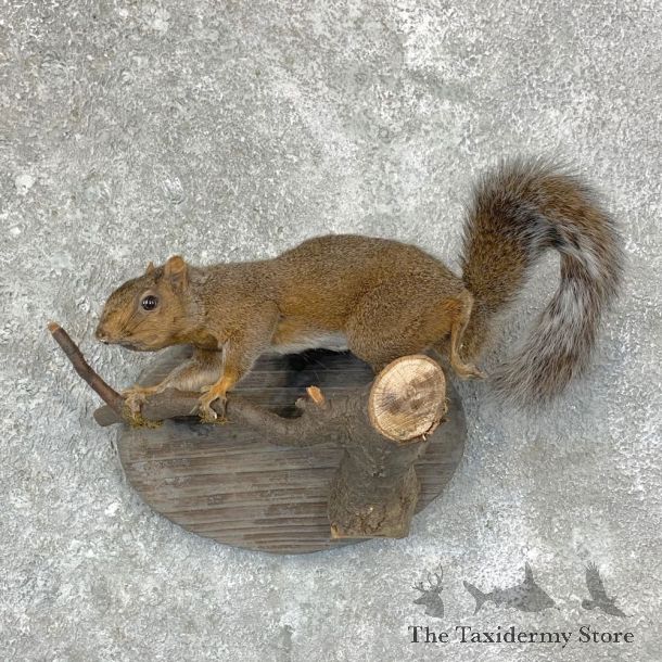 Grey Squirrel Life-Size Mount For Sale #22946 @ The Taxidermy Store