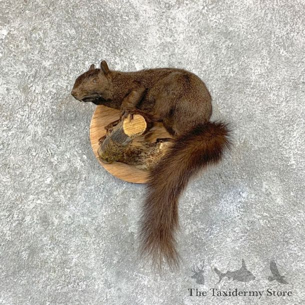 Grey Squirrel Life-Size Mount For Sale #22947 @ The Taxidermy Store