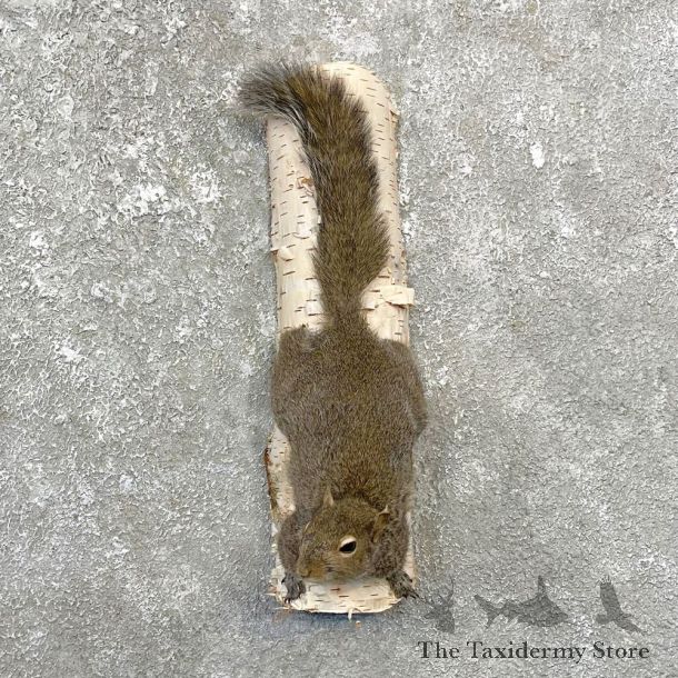 Grey Squirrel Life-Size Mount For Sale #25075 @ The Taxidermy Store