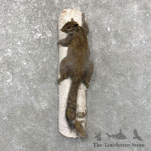 Grey Squirrel Life-Size Mount For Sale #25076 @ The Taxidermy Store