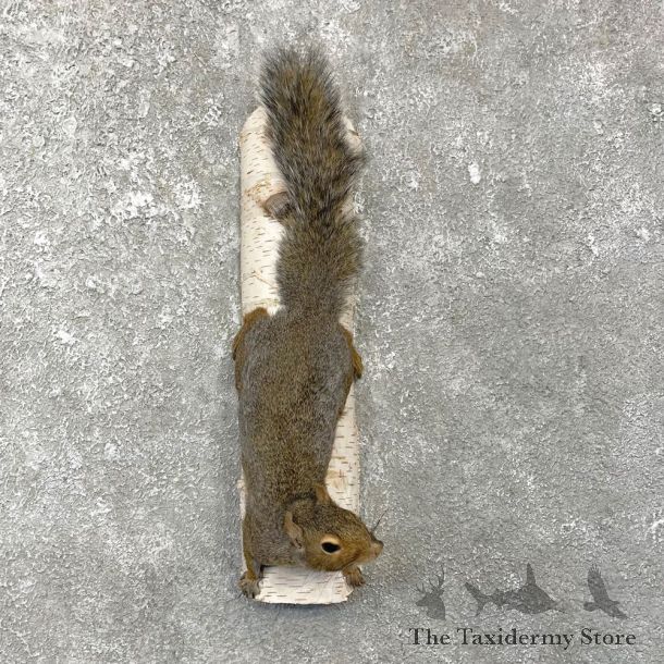 Grey Squirrel Life-Size Mount For Sale #25077 @ The Taxidermy Store