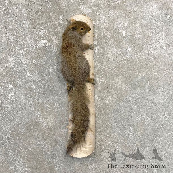 Grey Squirrel Life-Size Mount For Sale #25080 @ The Taxidermy Store