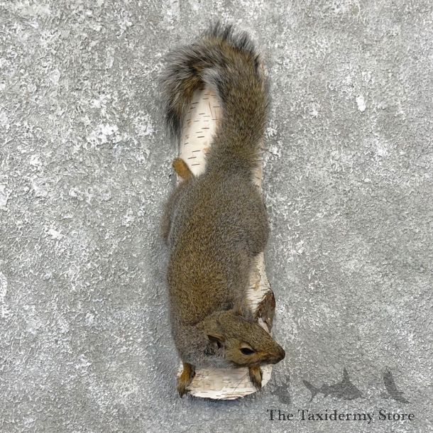Grey Squirrel Life-Size Mount For Sale #25081 @ The Taxidermy Store