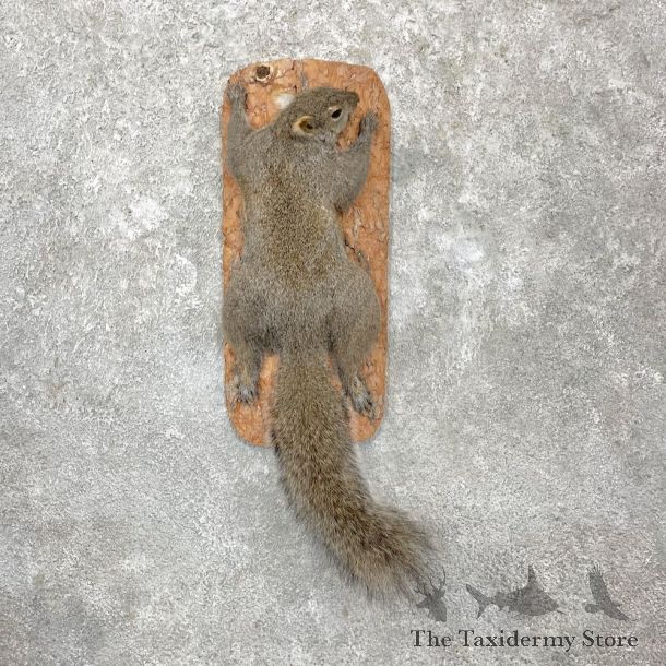 Grey Squirrel Life-Size Mount For Sale #27160 @ The Taxidermy Store