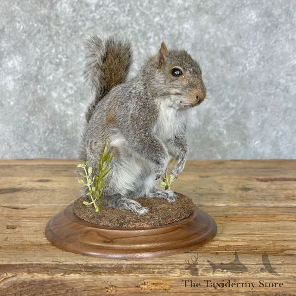 Grey Squirrel Life-Size Mount For Sale #27764 @ The Taxidermy Store