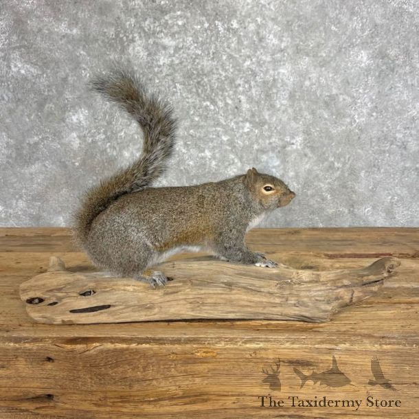 Grey Squirrel Life-Size Mount For Sale #27953 @ The Taxidermy Store