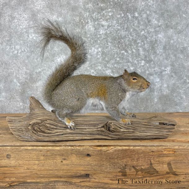 Grey Squirrel Life-Size Mount For Sale #27954 @ The Taxidermy Store