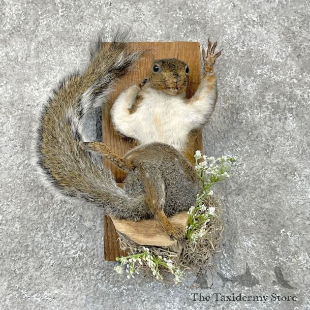 Grey Squirrel Life-Size Mount For Sale #28419 @ The Taxidermy Store