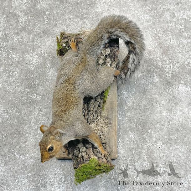 Grey Squirrel Life-Size Mount For Sale #28714 @ The Taxidermy Store