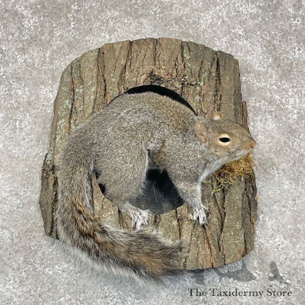 Grey Squirrel Life-Size Mount For Sale #28725 @ The Taxidermy Store