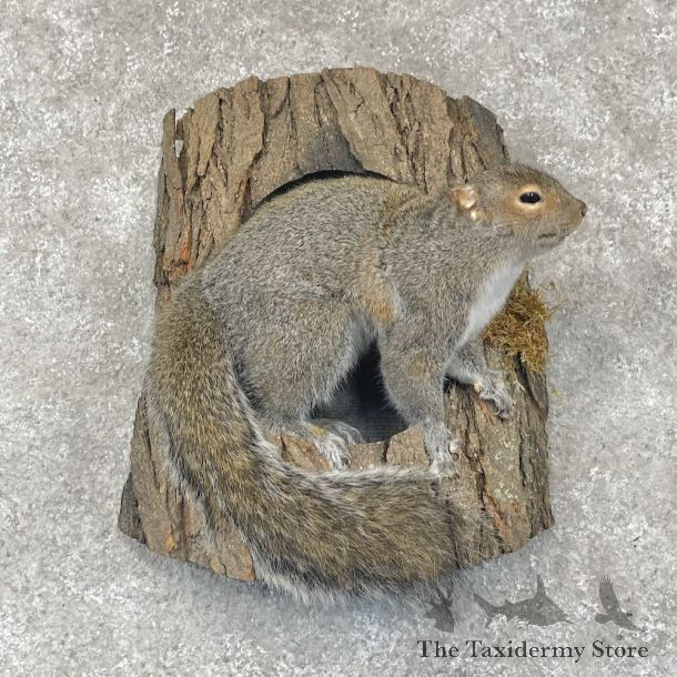 Grey Squirrel Life-Size Mount For Sale #28726 @ The Taxidermy Store
