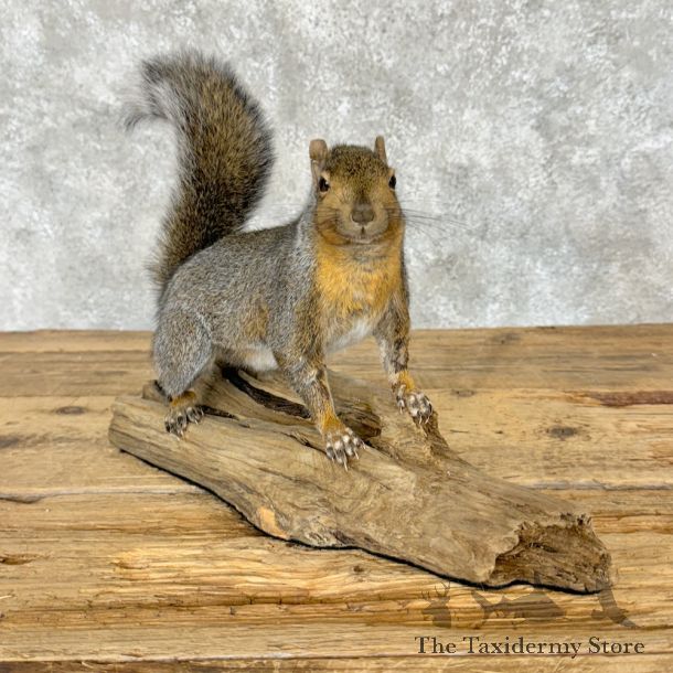 Grey Squirrel Life-Size Taxidermy Mount For Sale