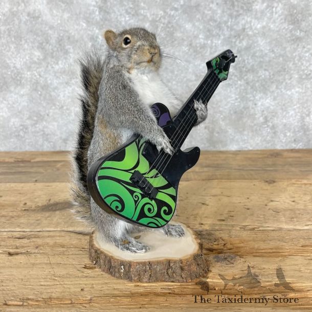Grey Squirrel Novelty Mount For Sale #28669 @ The Taxidermy Store