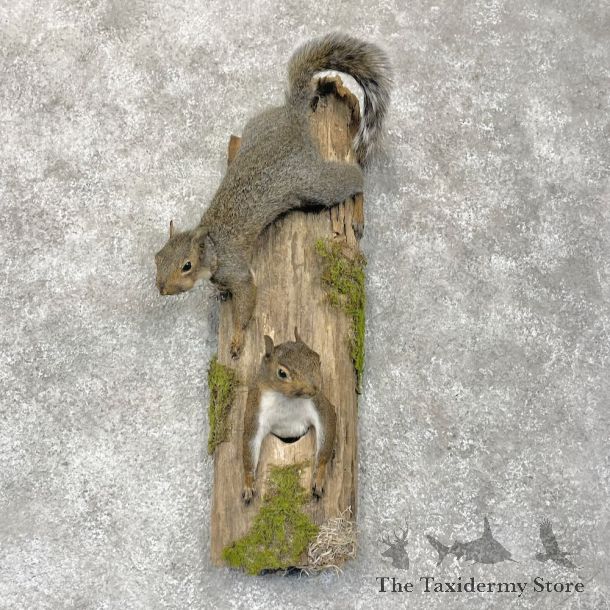 Grey Squirrel Pair Life-Size Mount For Sale #28716 @ The Taxidermy Store