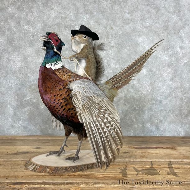 Grey Squirrel & Ringneck Pheasant Novelty Mount For Sale #27368 @ The Taxidermy Store