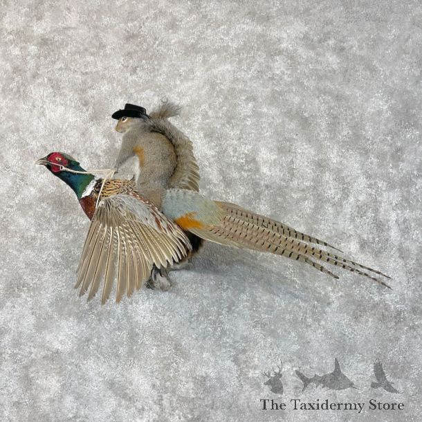 Grey Squirrel & Ringneck Pheasant Novelty Mount For Sale #28728 @ The Taxidermy Store
