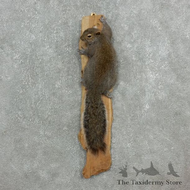 Grey Squirrel Life-Size Mount For Sale #18113 @ The Taxidermy Store