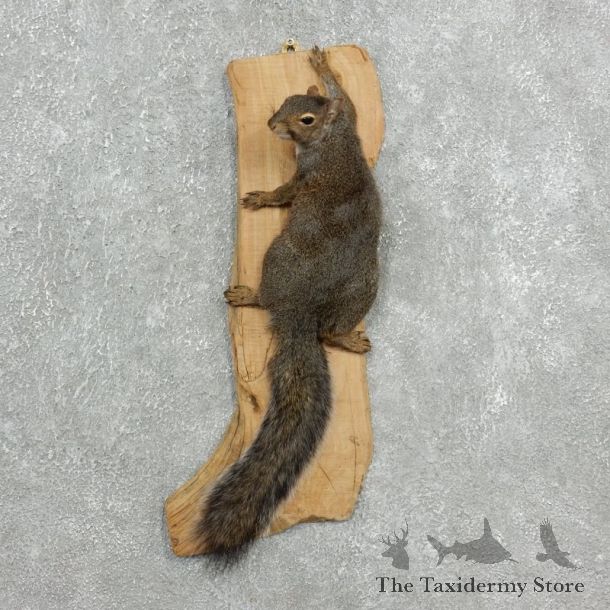Grey Squirrel Life-Size Mount For Sale #18115 @ The Taxidermy Store