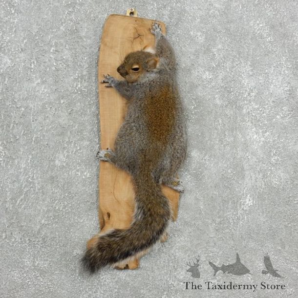 Grey Squirrel Life-Size Mount For Sale #18121 @ The Taxidermy Store