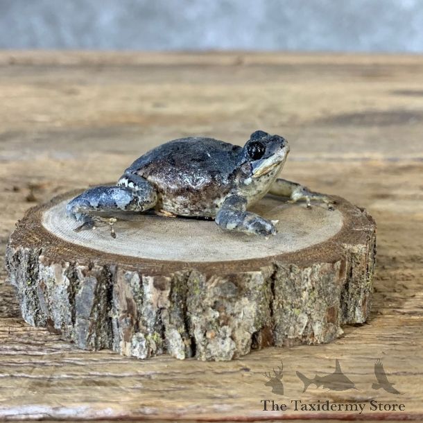 Grey Tree Frog Taxidermy Mount For Sale #21370 @ The Taxidermy Store