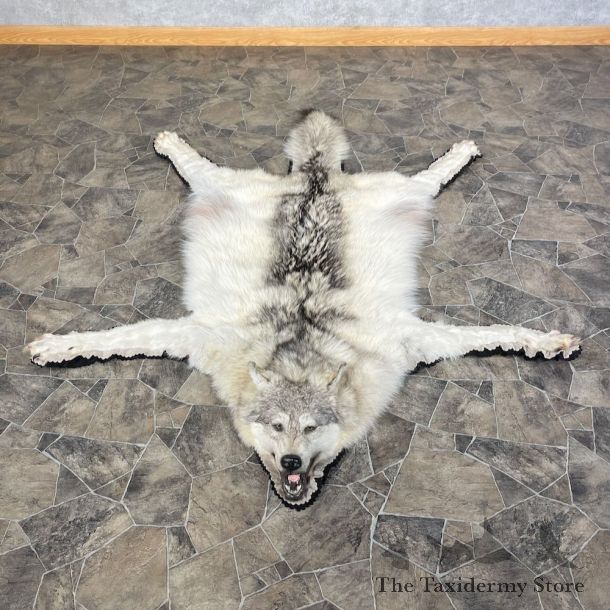 Grey Wolf Rug Taxidermy Mount For Sale #25587 @ The Taxidermy Store