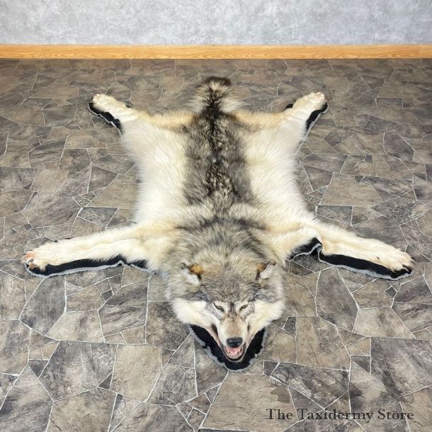 Grey Wolf Rug Taxidermy Mount For Sale #24676 @ The Taxidermy Store