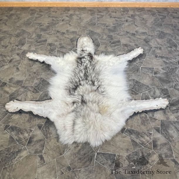 Grey Wolf Rug Taxidermy Mount For Sale #25377 @ The Taxidermy Store