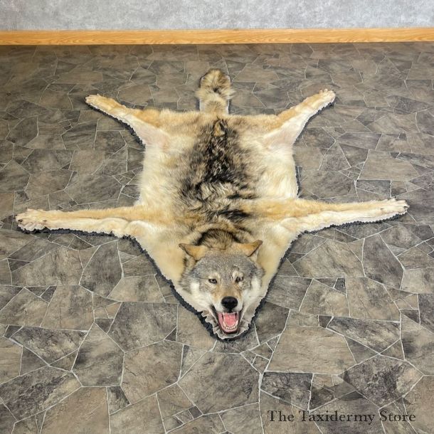 Grey Wolf Rug Taxidermy Mount For Sale #26299 @ The Taxidermy Store