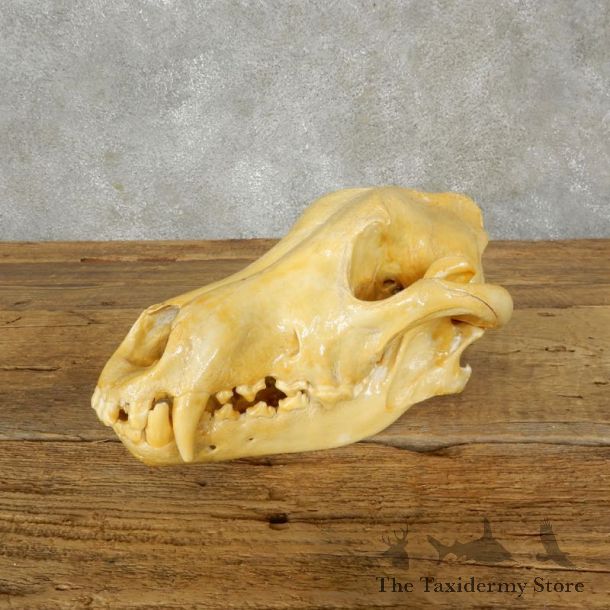 Wolf Skull Mount For Sale #17490 @ The Taxidermy Store