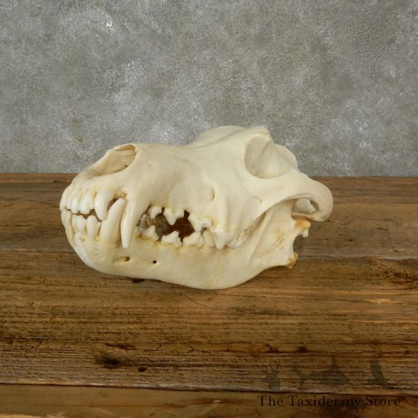 Wolf Skull Mount For Sale #17489 @ The Taxidermy Store