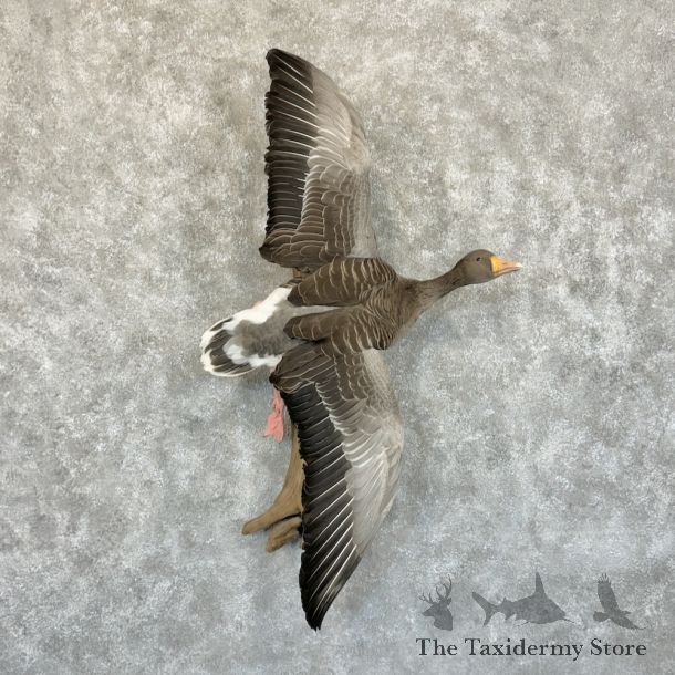 Greylag Goose Bird Mount For Sale #29213 @ The Taxidermy Store