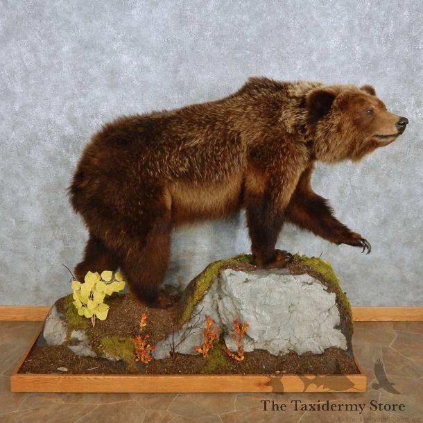 Grizzly Bear Life-Size Mount For Sale #15122 @ The Taxidermy Store