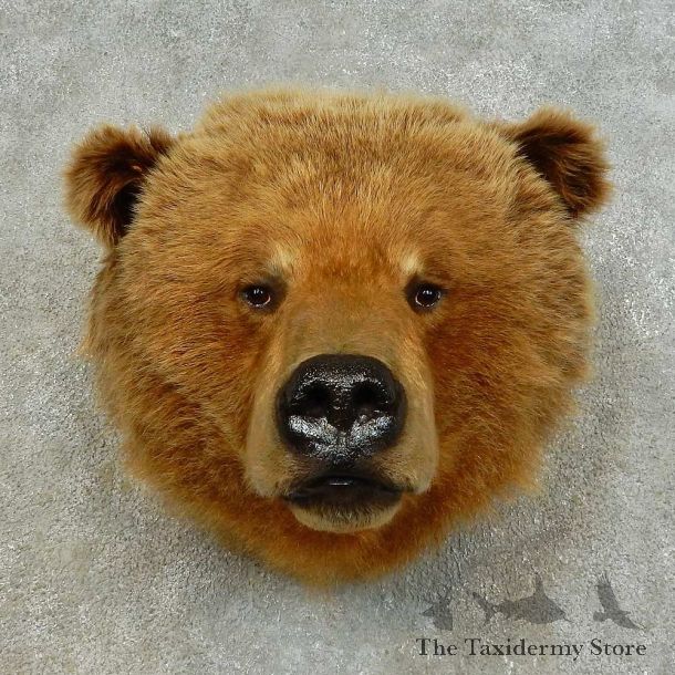 Grizzly Bear Shoulder Mount For Sale #16346 @ The Taxidermy Store