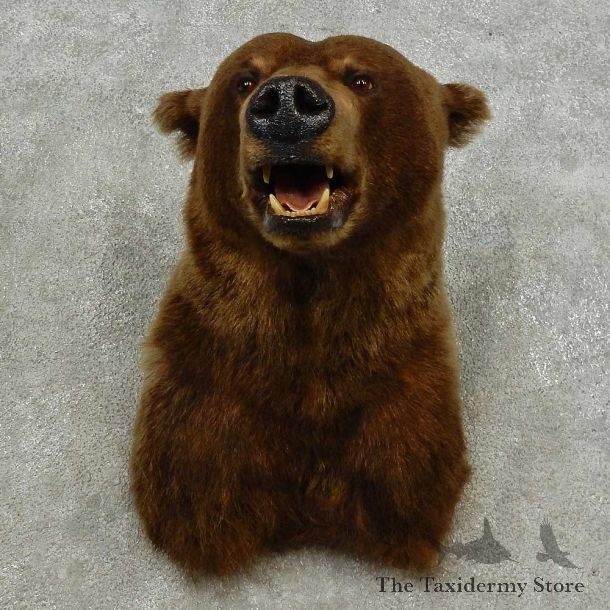 Grizzly Bear Shoulder Mount For Sale #16869 @ The Taxidermy Store