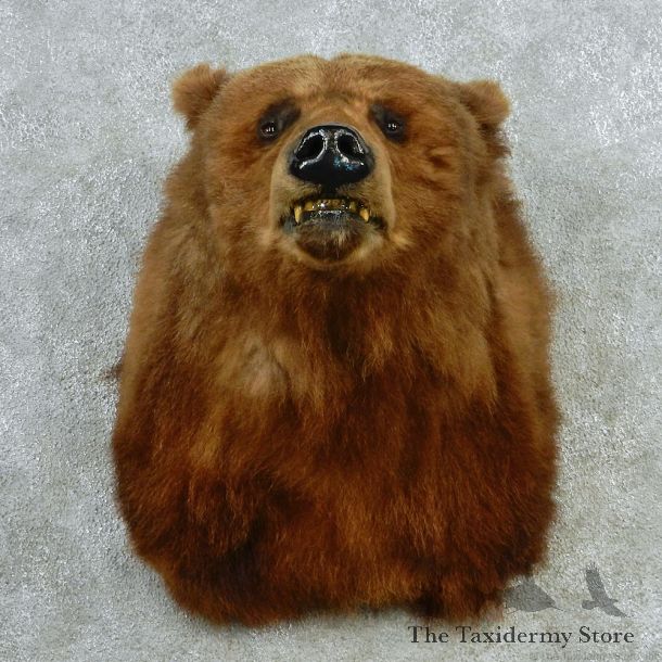 Grizzly Bear Shoulder Taxidermy Head Mount #12721 For Sale @ The Taxidermy Store